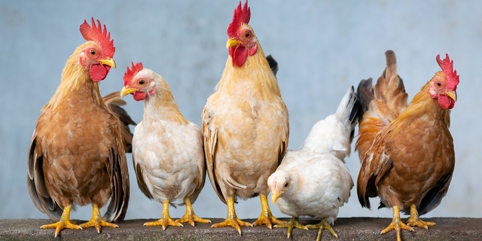 Galline